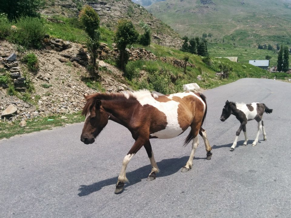 Photo of Ladakh - Mecca of the Motorcyclist 42/191 by Veeral Pathak