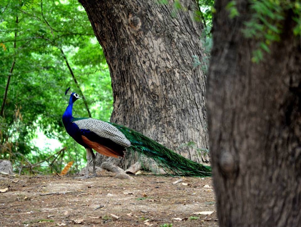 Photo of Vintage Voyage to the Blue City - Jodhpur 2/41 by Veeral Pathak