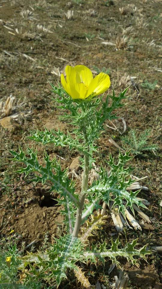 Photo of Trek Picks of Dhak Bhairii 20/78 by Dhaval Katakia