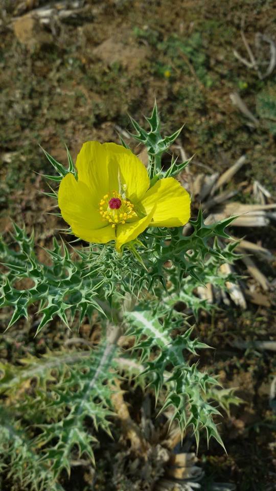 Photo of Trek Picks of Dhak Bhairii 19/78 by Dhaval Katakia