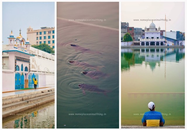 Photo of Eat, Pray, Love! A weekend getaway to Amritsar - Name Place Animal Thing 5/20 by Name Place Animal Thing