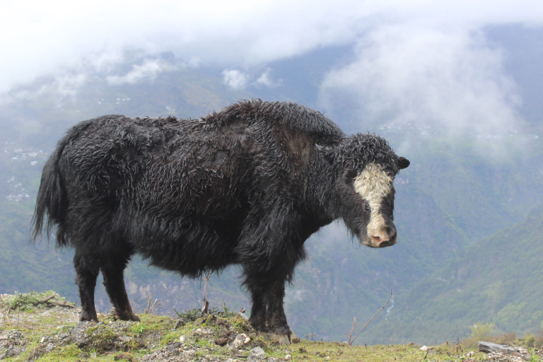 Photo of TAWANG- A ROAD LITERALLY LESS TRAVELLED 6/10 by The_lost_travellers (esha and vik)