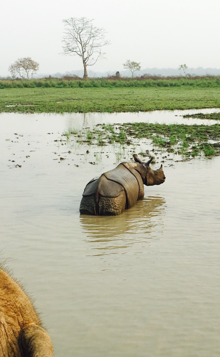 Photo of Jungle Safari in Kaziranga-the land of Rhinos and an encounter with the Royal Bengal Tiger. 1/1 by Wander with Sakshi