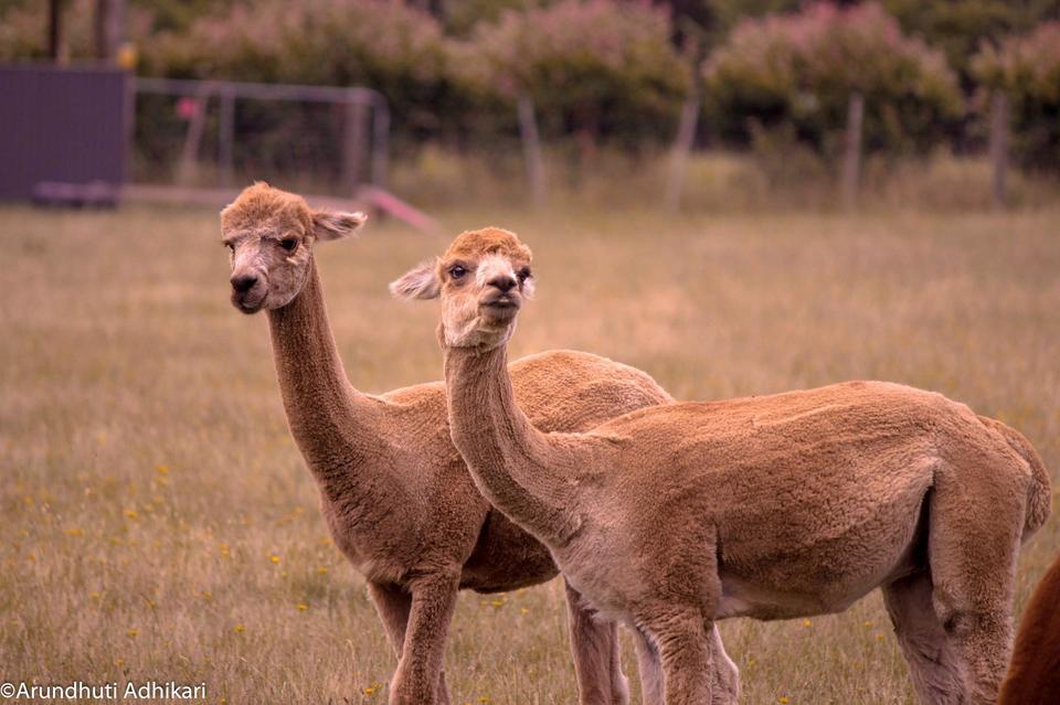 Photo of Victoria, Australia by Arundhuti Adhikari