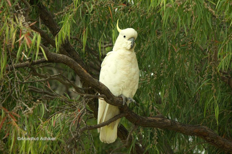 Photo of Victoria, Australia by Arundhuti Adhikari