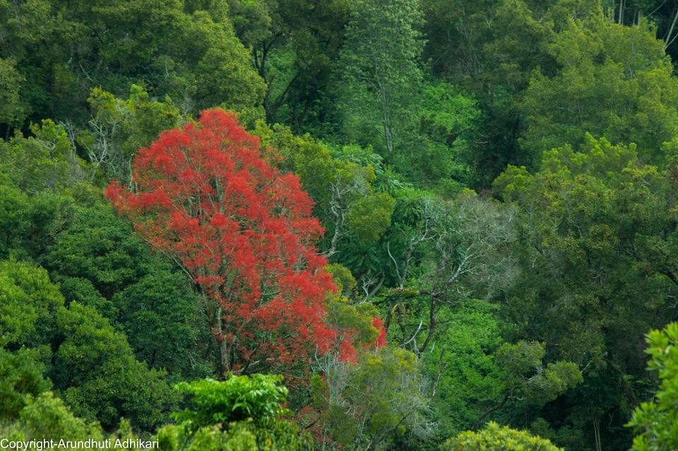 Photo of Springbrook National Park, Springbrook Rd, Springbrook QLD, Australia by Arundhuti Adhikari