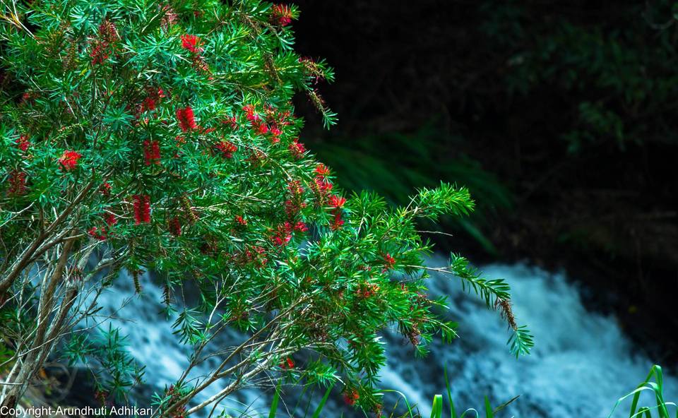 Photo of Springbrook National Park, Springbrook Rd, Springbrook QLD, Australia by Arundhuti Adhikari