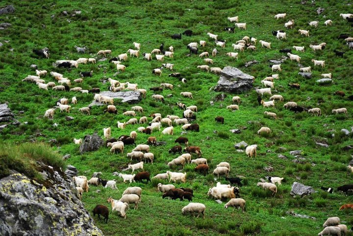 Photo of Hamta Pass – 14000 ft. of life changing experiences 42/56 by Pranab