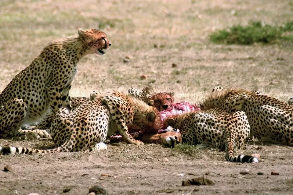 Photo of Kenya, Africa by Never-ending-footsteps by Richa Shah..