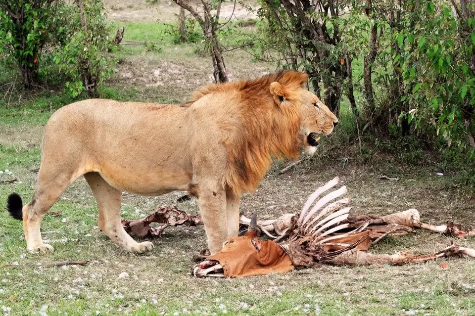 Photo of Kenya, Africa by Never-ending-footsteps by Richa Shah..