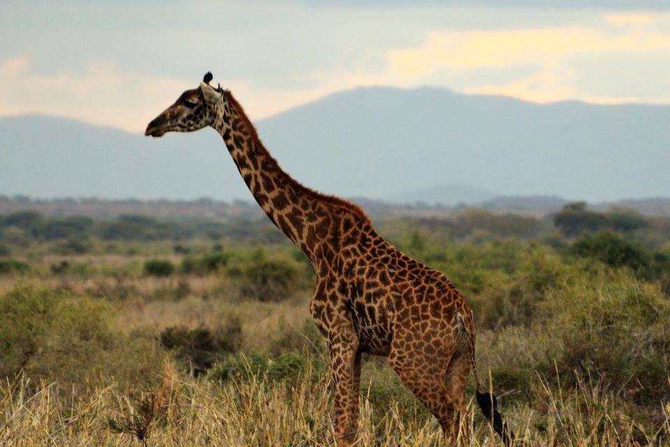 Photo of Masai Mara Kenya, Buru Buru Road, Nairobi, Kenya by Never-ending-footsteps by Richa Shah..
