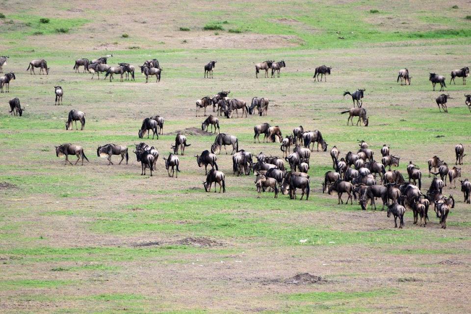 Photo of Masai Mara Kenya, Buru Buru Road, Nairobi, Kenya by Never-ending-footsteps by Richa Shah..