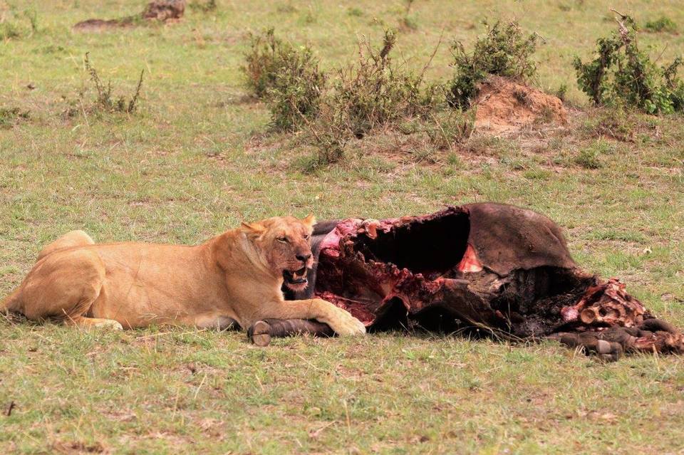 Photo of Masai Mara Kenya, Buru Buru Road, Nairobi, Kenya by Never-ending-footsteps by Richa Shah..