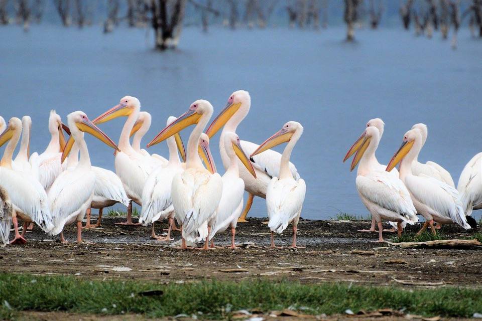 Photo of Lake Nakuru National Park, Nakuru, Kenya by Never-ending-footsteps by Richa Shah..