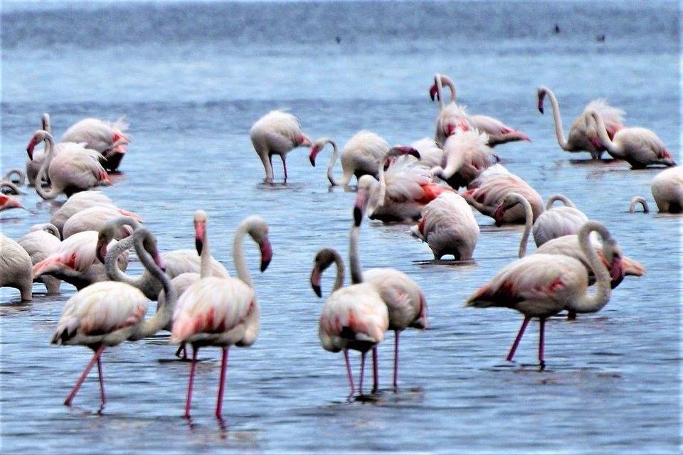 Photo of Lake Nakuru National Park, Nakuru, Kenya by Never-ending-footsteps by Richa Shah..