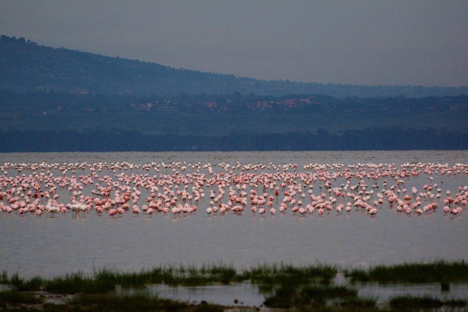 Photo of Lake Nakuru National Park, Nakuru, Kenya by Never-ending-footsteps by Richa Shah..