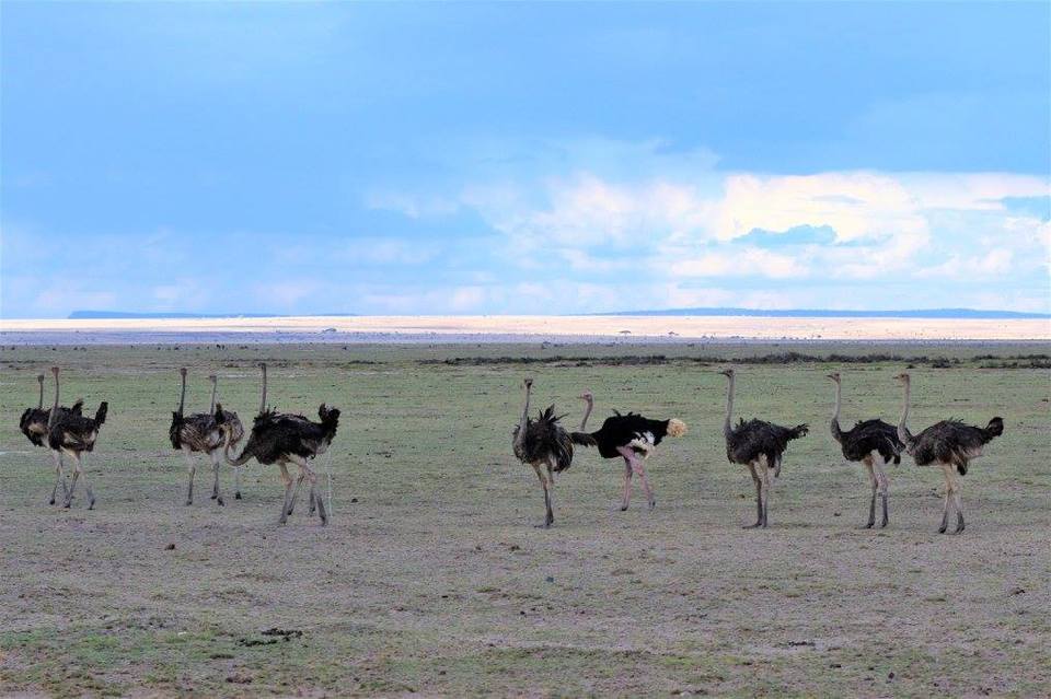 Photo of Masai Mara Kenya, Buru Buru Road, Nairobi, Kenya by Never-ending-footsteps by Richa Shah..