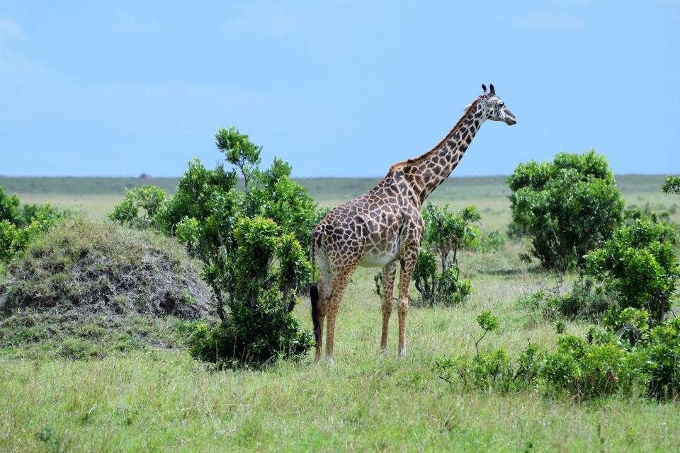 Photo of Amboseli National Park, Kajiado County, Kenya by Never-ending-footsteps by Richa Shah..