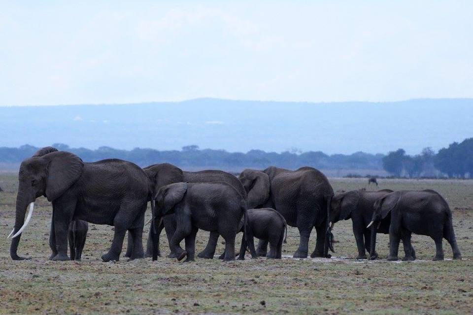 Photo of Amboseli National Park, Kajiado County, Kenya by Never-ending-footsteps by Richa Shah..