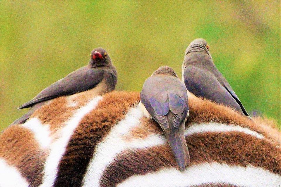 Photo of Amboseli National Park, Kajiado County, Kenya by Never-ending-footsteps by Richa Shah..