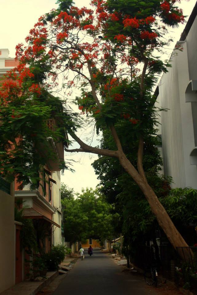 Photo of Bonjour :) 19/25 by Bhaavik