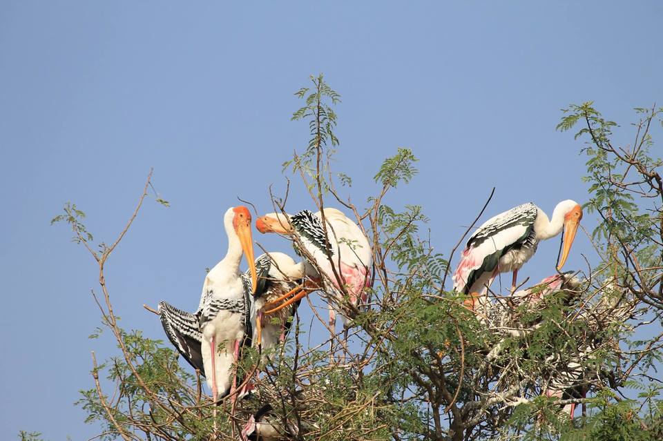 Photo of Kokkare Bellur Pakshi Dhama, Bannahalli, Karnataka, India by Gaurav Sharma