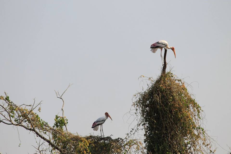 Photo of Kokkare Bellur Pakshi Dhama, Bannahalli, Karnataka, India by Gaurav Sharma