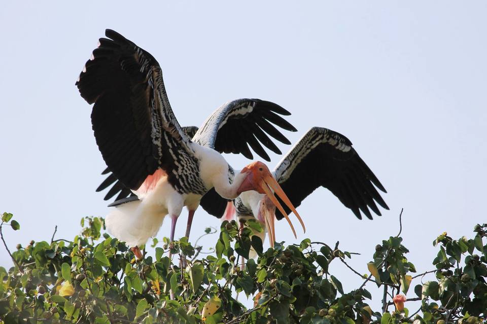 Photo of Kokkare Bellur Pakshi Dhama, Bannahalli, Karnataka, India by Gaurav Sharma