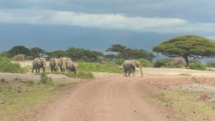 Photo of African Safaris Tours | African Habitat Safari Holidays 2/27 by African Habitat Safaris