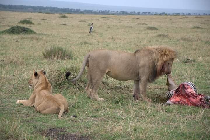 Photo of African Safaris Tours | African Habitat Safari Holidays 8/27 by African Habitat Safaris