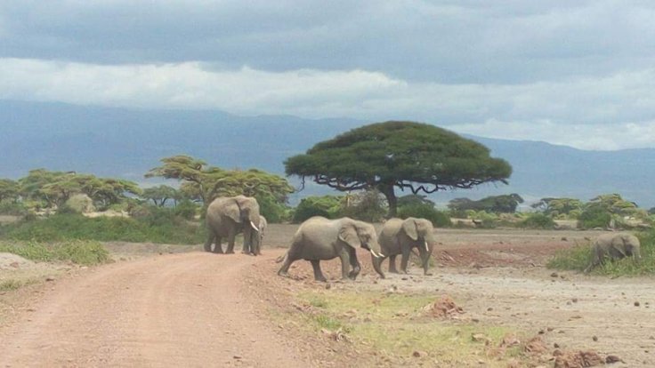 Photo of African Safaris Tours | African Habitat Safari Holidays 11/27 by African Habitat Safaris