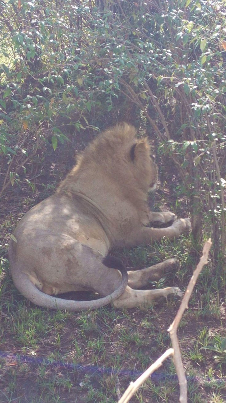 Photo of African Safaris Tours | African Habitat Safari Holidays 13/27 by African Habitat Safaris