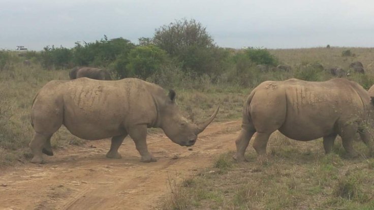 Photo of African Safaris Tours | African Habitat Safari Holidays 14/27 by African Habitat Safaris