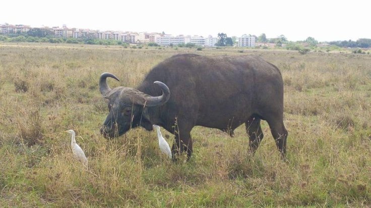 Photo of African Safaris Tours | African Habitat Safari Holidays 16/27 by African Habitat Safaris