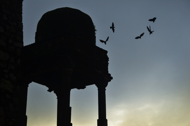 Photo of Birds of Rajasthan - 15 photos to inspire you visit 1/15 by Priyam Agarwal