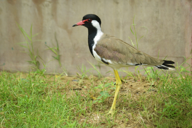 Photo of Birds of Rajasthan - 15 photos to inspire you visit 2/15 by Priyam Agarwal