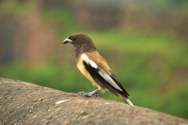 Photo of Birds of Rajasthan - 15 photos to inspire you visit 3/15 by Priyam Agarwal