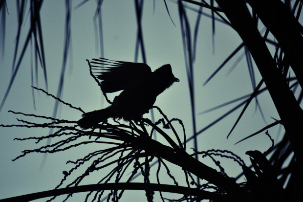 Photo of Birds of Rajasthan - 15 photos to inspire you visit 4/15 by Priyam Agarwal