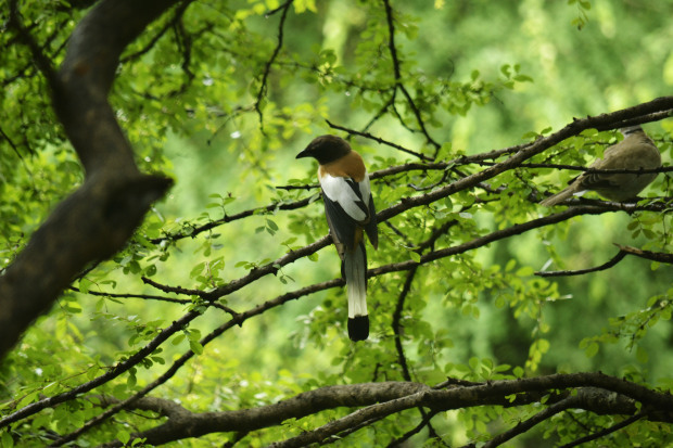 Photo of Birds of Rajasthan - 15 photos to inspire you visit 5/15 by Priyam Agarwal