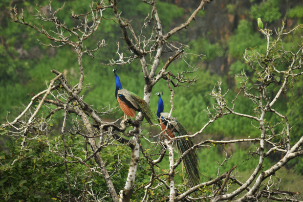 Photo of Birds of Rajasthan - 15 photos to inspire you visit 6/15 by Priyam Agarwal