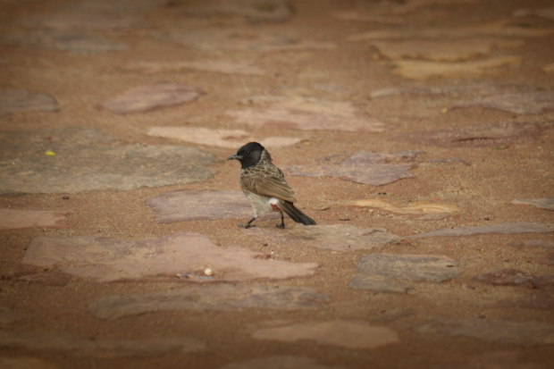 Photo of Birds of Rajasthan - 15 photos to inspire you visit 7/15 by Priyam Agarwal