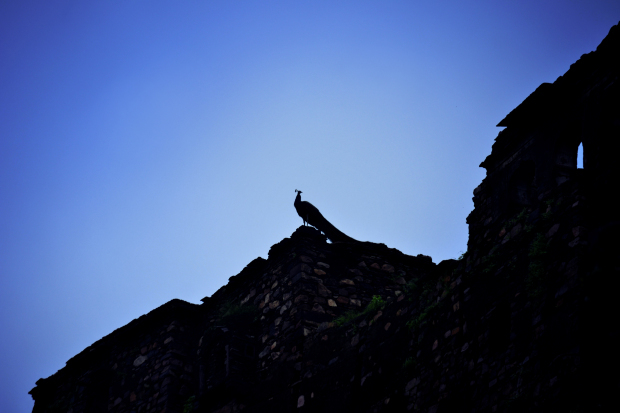 Photo of Birds of Rajasthan - 15 photos to inspire you visit 8/15 by Priyam Agarwal