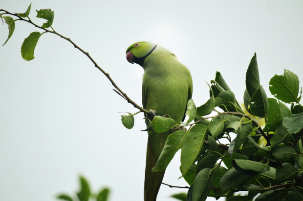 Photo of Birds of Rajasthan - 15 photos to inspire you visit 9/15 by Priyam Agarwal