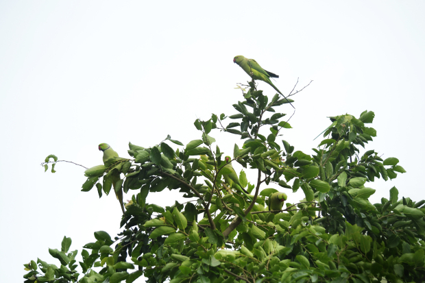 Photo of Birds of Rajasthan - 15 photos to inspire you visit 10/15 by Priyam Agarwal