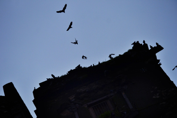 Photo of Birds of Rajasthan - 15 photos to inspire you visit 11/15 by Priyam Agarwal
