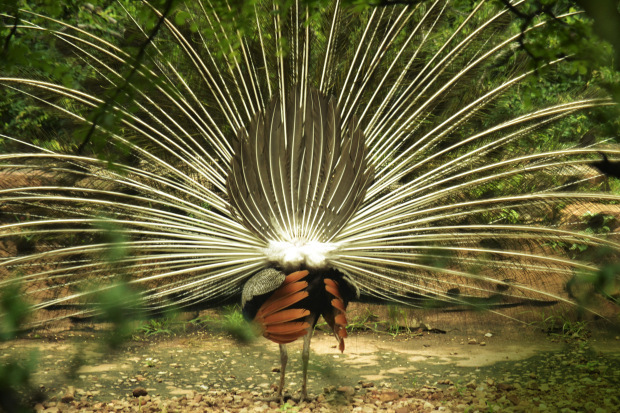 Photo of Birds of Rajasthan - 15 photos to inspire you visit 12/15 by Priyam Agarwal