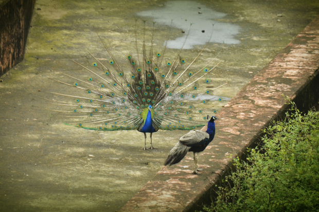 Photo of Birds of Rajasthan - 15 photos to inspire you visit 13/15 by Priyam Agarwal