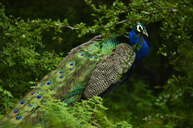 Photo of Birds of Rajasthan - 15 photos to inspire you visit 14/15 by Priyam Agarwal