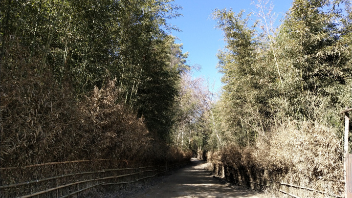 Photo of Route to taste | Ziro - Majuli - Kaziranga National Park 2/10 by Vidyashree Wiz Sirius
