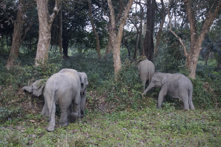 Photo of Route to taste | Ziro - Majuli - Kaziranga National Park 6/10 by Vidyashree Wiz Sirius